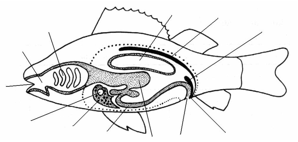 Внутренние органы рыбы схема